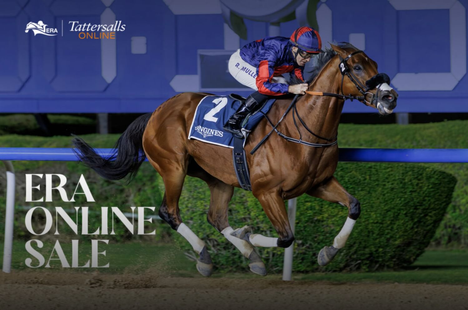 مزاد هيئة الإمارات لسباق الخيل يسجل زيادة 154%