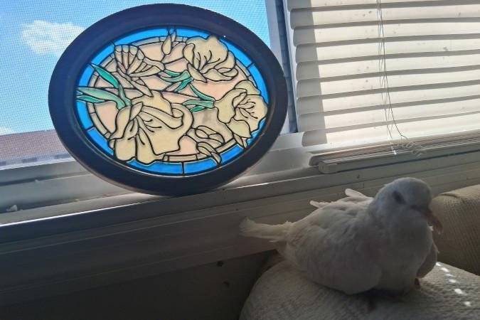 الحمامة «شوجر»