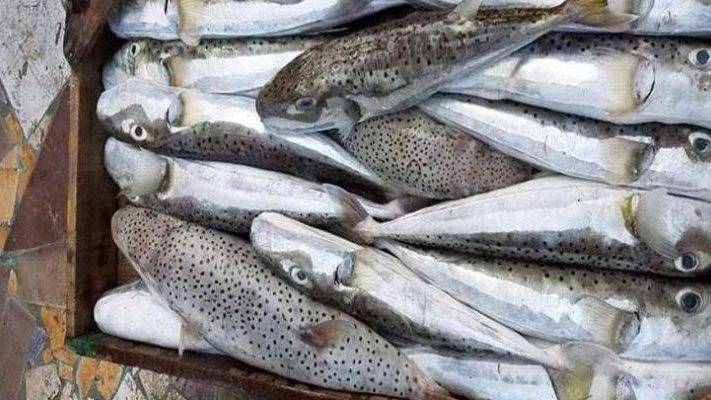 تحذيرات في مصر من سمكة القراض السامة