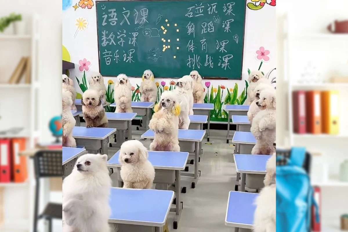 مدرسة صينية لتعليم الكلاب