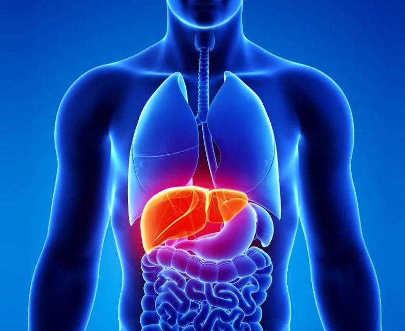 تحذير من ارتفاع الاصابة بالكبد الدهنية بين المصريين