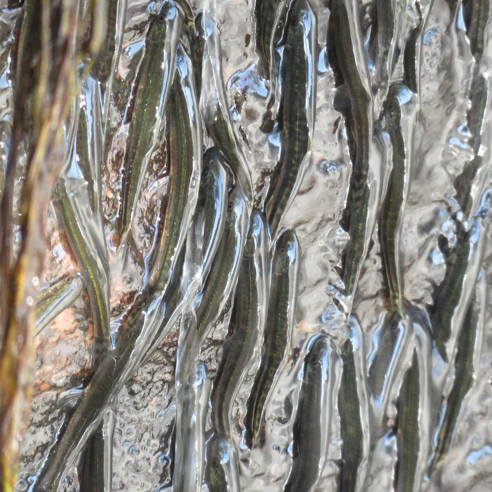 «سمكة الصدف»