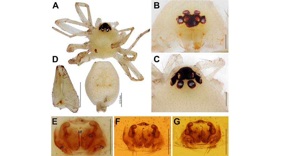 اكتشاف 8 أجناس و 4 أنواع من العناكب في الإمارات