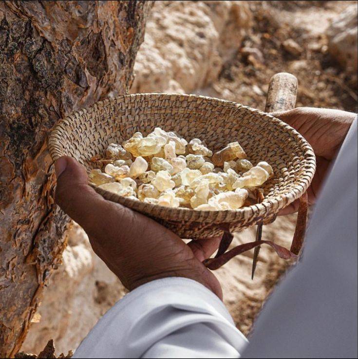 ماء لبان الذكر... فوائد صحية وموروث شعبي