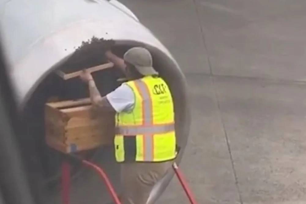 نحل يؤخر طائرة أمريكية عن الإقلاع (فيديو)