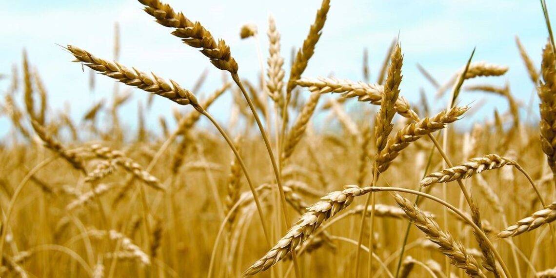 القمح ينخفض 3% في بورصة شيكاغو مع إعلان ترامب وقف إطلاق النار