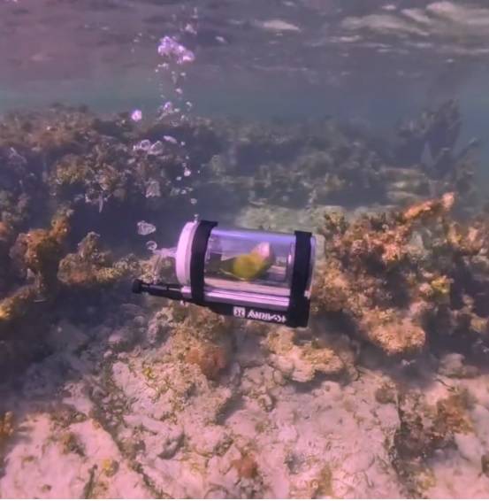 الببغاء داخل «الغواصة»