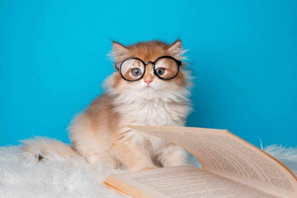 هل تساعد القطط في علاج السرطان؟.. دراسة تكشف عن نتائج مذهلة